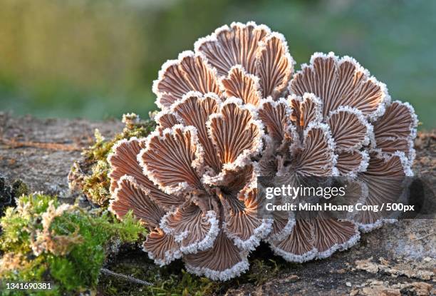 close-up of mushroom growing on field,france - close up of muhroom growing outdoors stock pictures, royalty-free photos & images