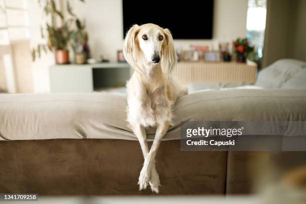 saluki de raza pura sentado en el sofá mirando a la cámara - greyhound fotografías e imágenes de stock