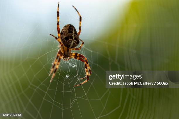 close-up of spider on web - spider web stock pictures, royalty-free photos & images