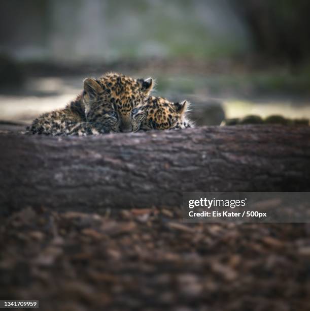a leopard cub sitting on a tree trunk - leopard cub stock pictures, royalty-free photos & images