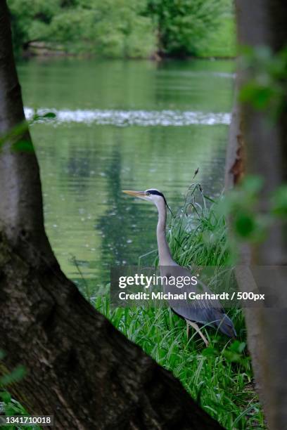 gray heron,berlin,germany - michael gerhardt stock pictures, royalty-free photos & images