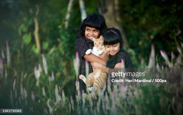 two cute little girls playing with kitten,bali,indonesia - heri mardinal stock pictures, royalty-free photos & images
