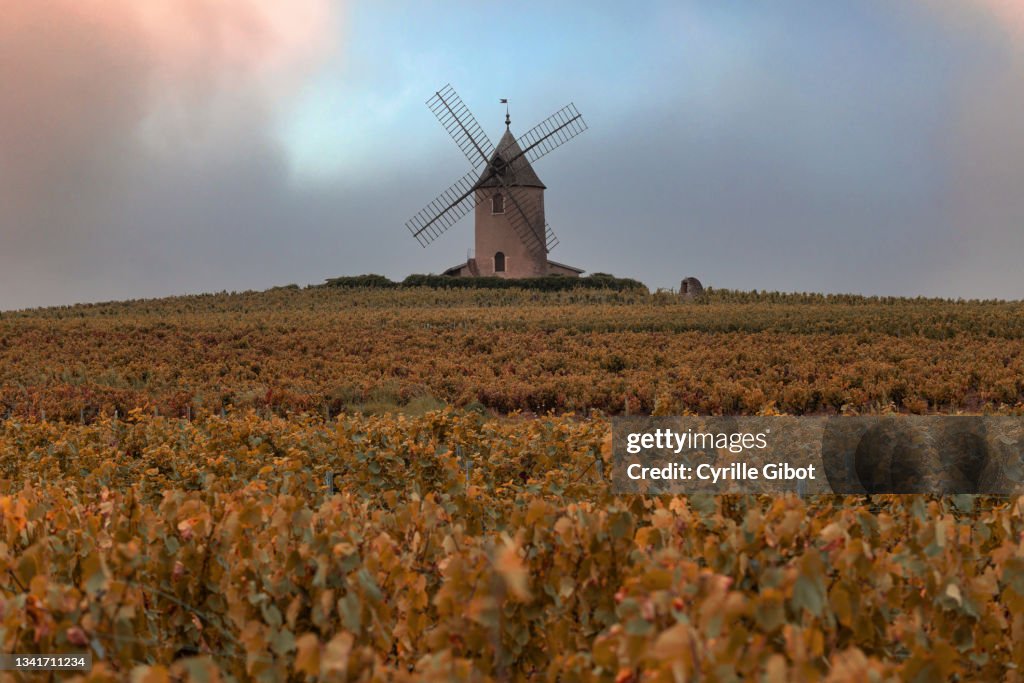 The windmill that crowns Moulin-à-Vent, one of the ten Crus of Beaujolais