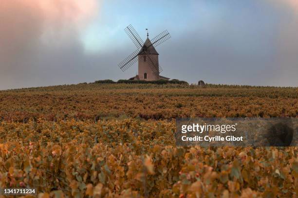 the windmill that crowns moulin-à-vent, one of the ten crus of beaujolais - rhone stock pictures, royalty-free photos & images
