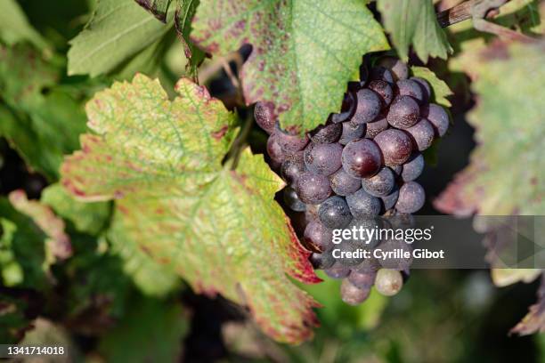close-up of gamay grape, beaujolais region - rhone wine stock pictures, royalty-free photos & images