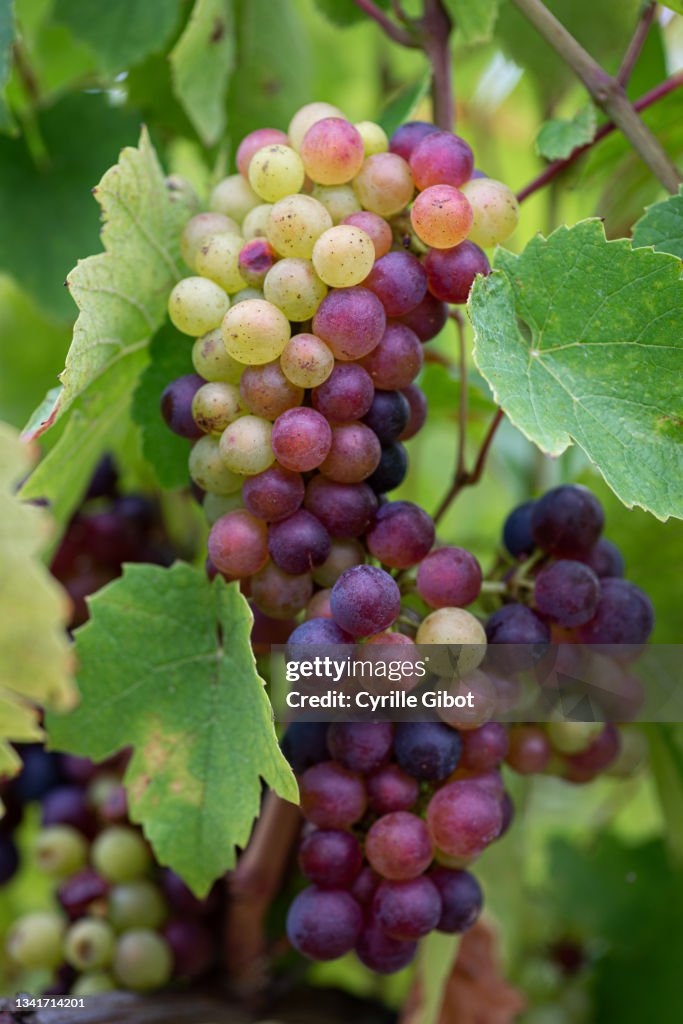 Close-up of Gamay grape