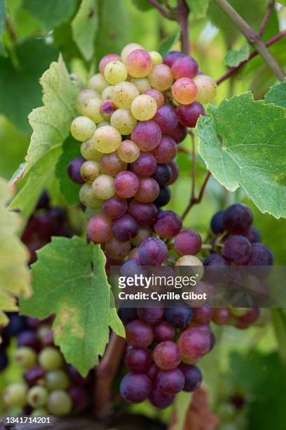 close-up of gamay grape - rhone stock pictures, royalty-free photos & images