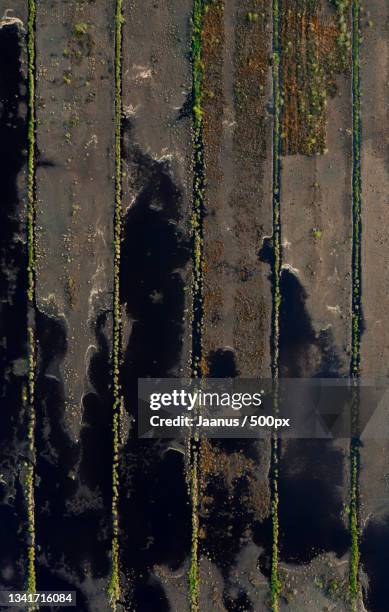 aerial view of land,viru bog,estonia - viru viru stock pictures, royalty-free photos & images