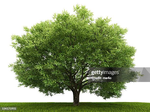 single tree in the field - tree isolated stock pictures, royalty-free photos & images