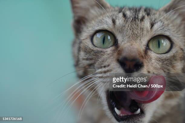 close-up portrait of cat licking its lips - licking lips stock pictures, royalty-free photos & images