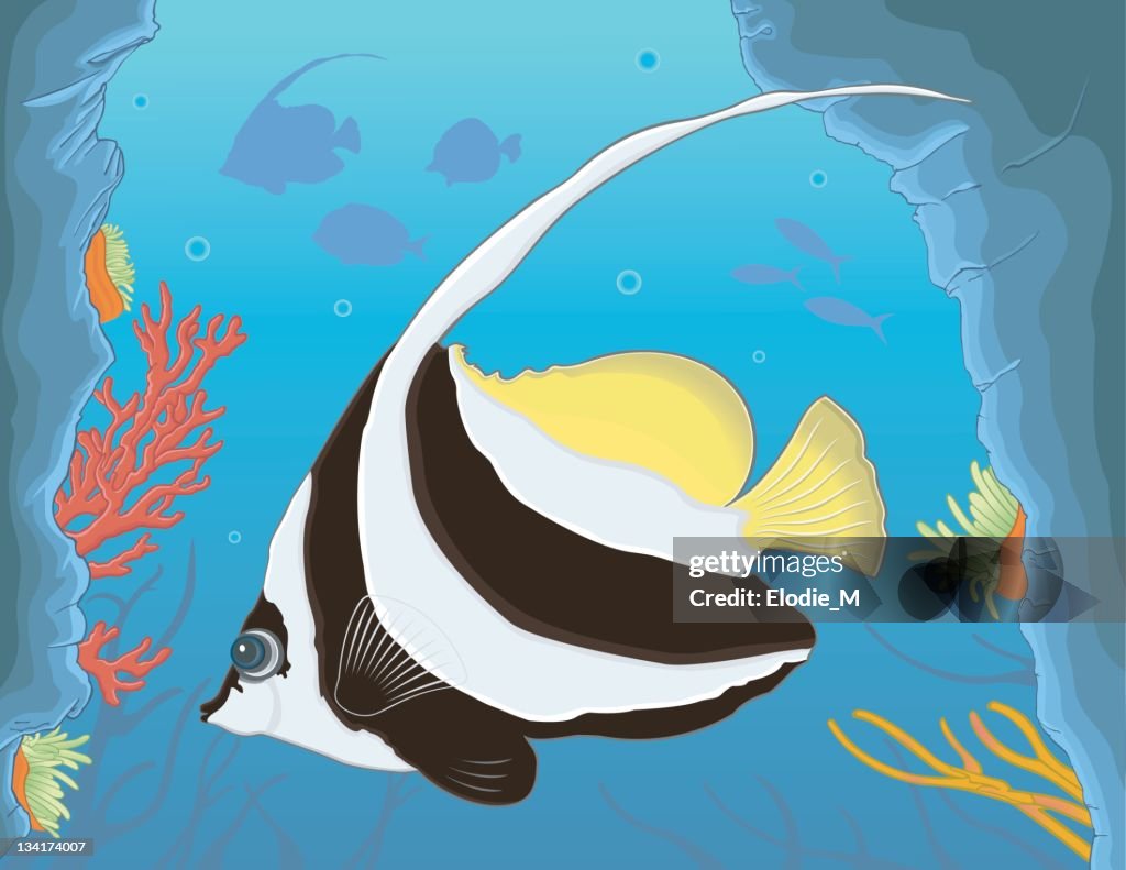 Bannerfish / Checkerfish