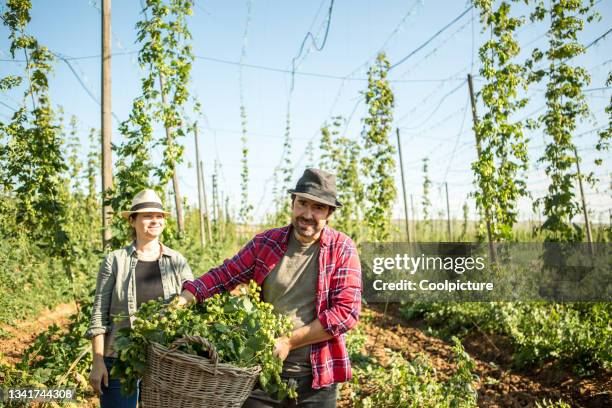 farmers at work - hops crop stock pictures, royalty-free photos & images