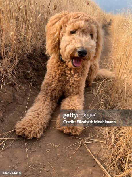 labradoodle outdoors - labradoodle stock-fotos und bilder