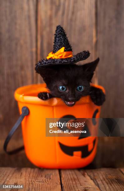zucca di halloween e gatto nero su sfondo di legno - abbigliamento per animali domestici foto e immagini stock