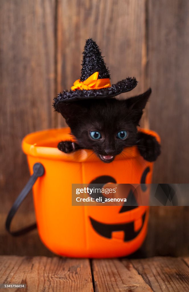 Halloween Pumpkin And Black Cat On Wooden Background High-Res