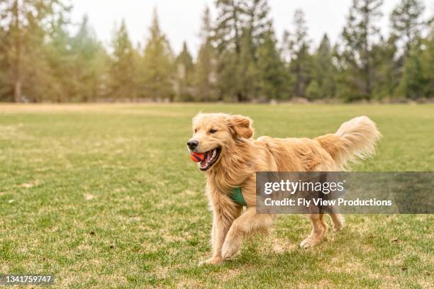 cão de estimação brincalhão brincando de buscar - labrador dourado cão de busca - fotografias e filmes do acervo