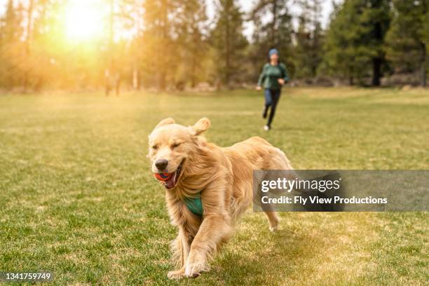 glücklicher und energischer golden retriever spielt verfolgungsjagd mit besitzer - dog park stock-fotos und bilder