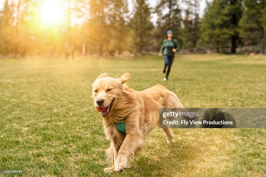 happy-and-energetic-golden-retriever-playing-chase-with-owner.jpg?s=1024x1024&w=gi&k=20&c=HSc90fqw9fjTxqnUjgDx8H50cy9o3X--IIDGhqtlqLY=