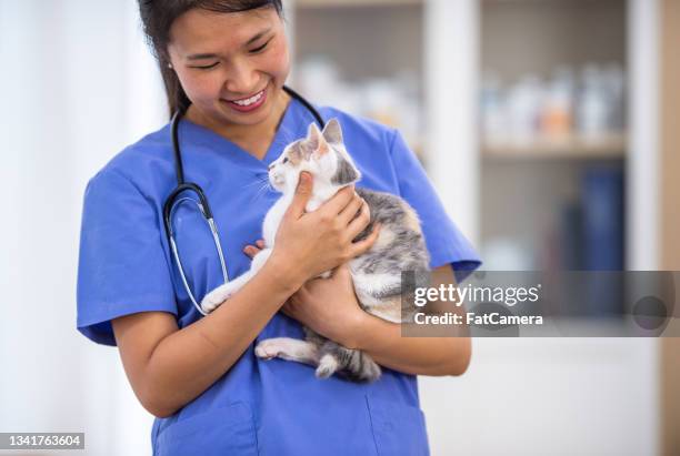 veterinarian holding a feline patient in her arms - veterinaria imagens e fotografias de stock