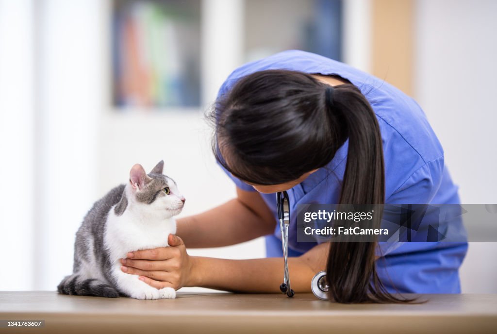 Veterinarian Giving a Cat an Examination