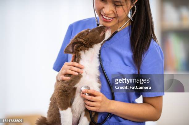 female veterinarian giving a dog a check-up - border collie stock pictures, royalty-free photos & images
