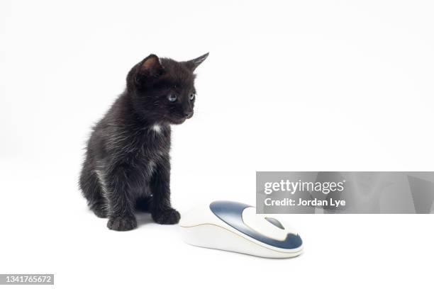 black kitten with computer mouse - to play cat and mouse stock pictures, royalty-free photos & images