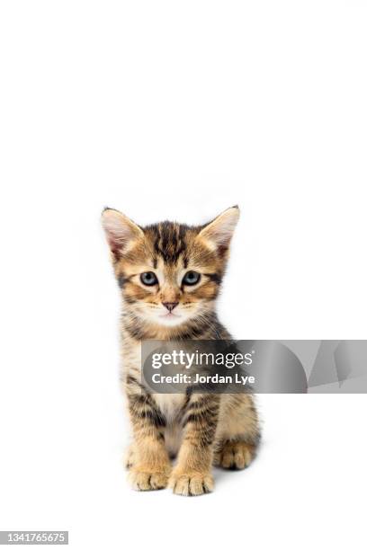 small kitten portraits - animal joven fotografías e imágenes de stock