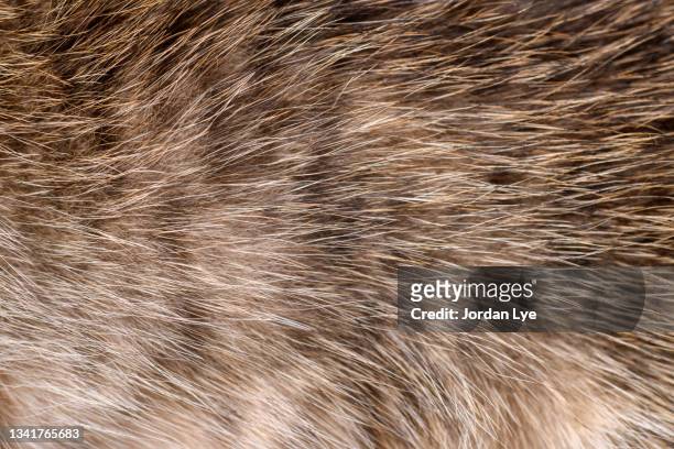 cat hair backgrounds - fur hat stock-fotos und bilder