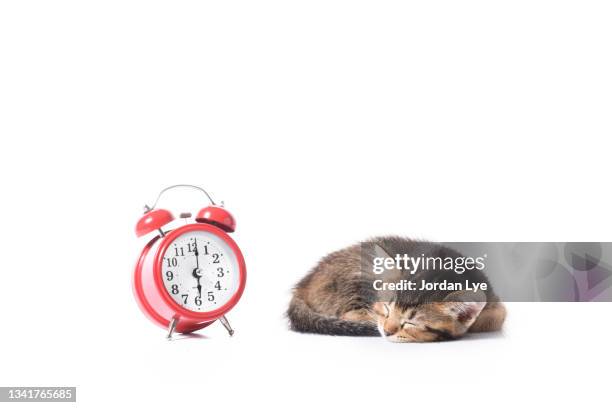 portrait of sleeping cat and alarm clock - kittens sleeping stock pictures, royalty-free photos & images