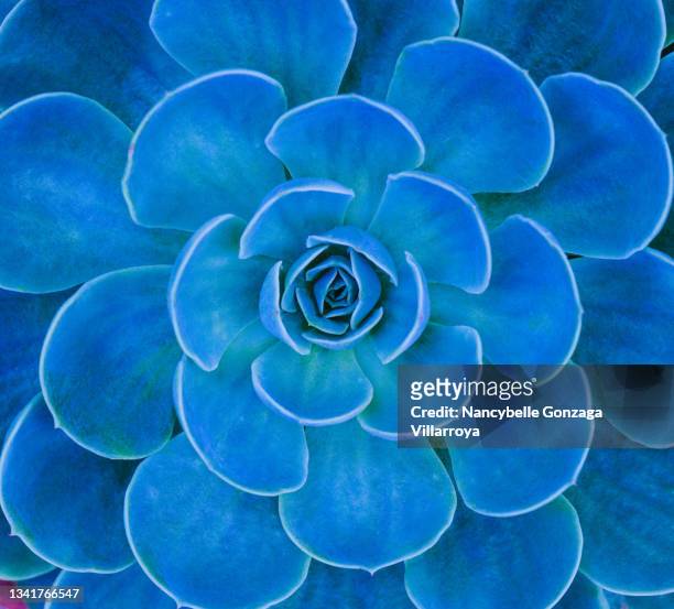 close up of blue  leaves of a succulent echeveria plant - blue agave stock-fotos und bilder