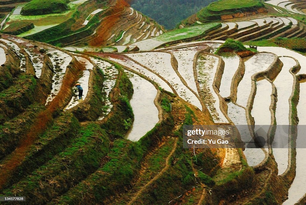 Longji terrace fields, Guangxi, China.