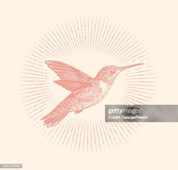 smiling ruby throated hummingbird - ruby throated hummingbird migration stock illustrations