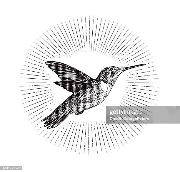 stockillustraties, clipart, cartoons en iconen met smiling ruby throated hummingbird - hummingbirds