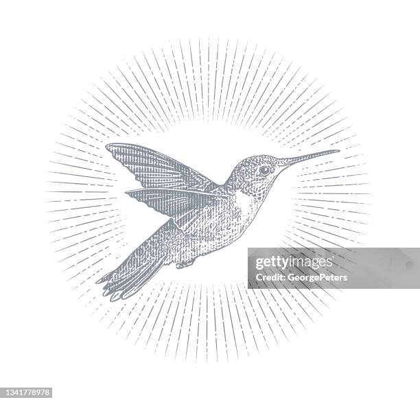 smiling ruby throated hummingbird - ruby throated hummingbird migration stock illustrations