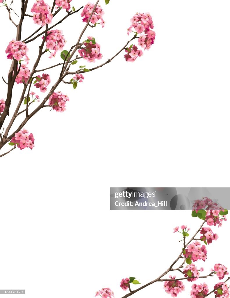 Sakura Boder Sakura Border High-Res Vector Graphic - Getty Images