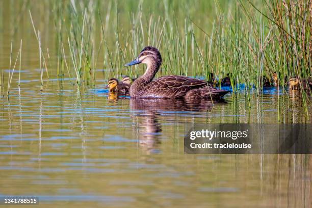 black pacific duck (anas superciliosa) - brown duckling stock pictures, royalty-free photos & images