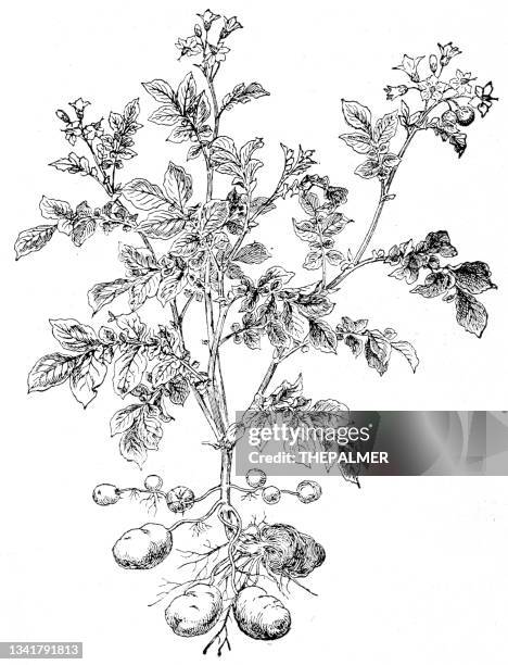 ilustraciones, imágenes clip art, dibujos animados e iconos de stock de ilustración de la planta de papa 1899 - el papa