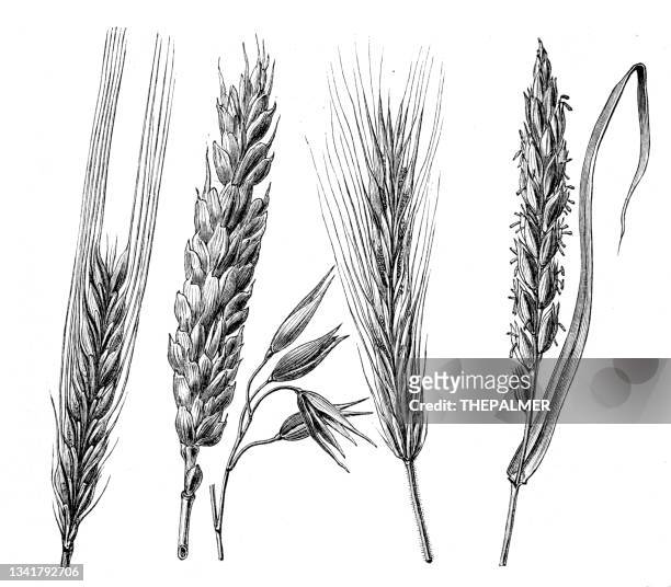 cereals crop plant illustration 1899 - rye - grain stock illustrations