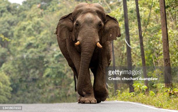 big elephant - asian elephant stock pictures, royalty-free photos & images