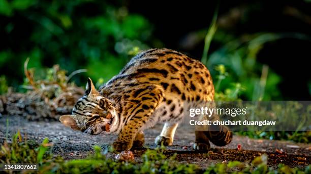 leopard cat (prionailurus bengalensis) male, the hunter in the night in nature - prionailurus viverrinus stock pictures, royalty-free photos & images