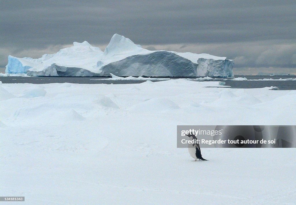 Penguin on ice