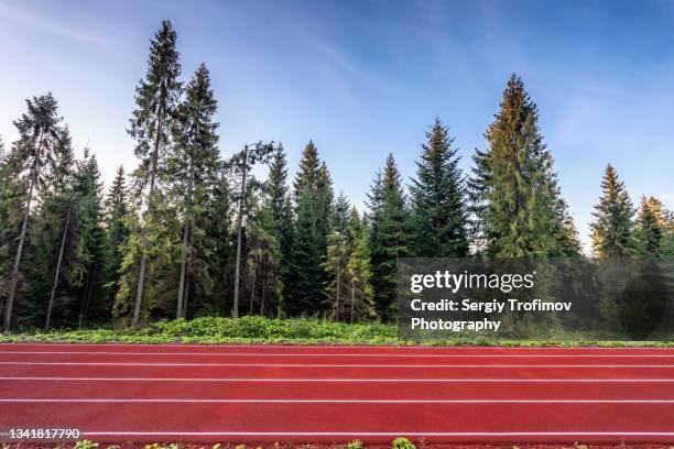 running track in the forest along spruce trees - leichtathletikstadion stock-fotos und bilder