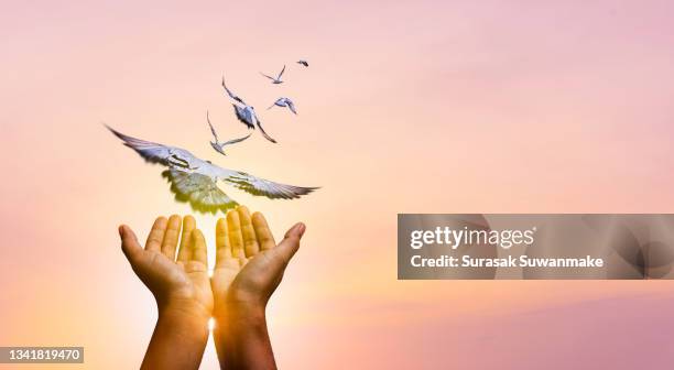 flying birds and broken chains - freedom birds with nature on sunset background, concept of hope. - god worship stock pictures, royalty-free photos & images