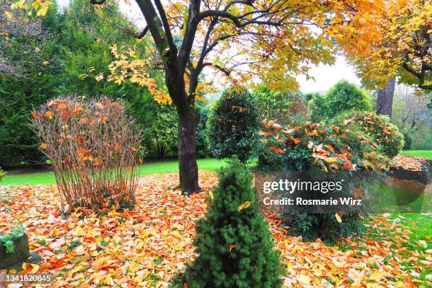 autumn garden with colorful foliage - evergreen plant fotografías e imágenes de stock