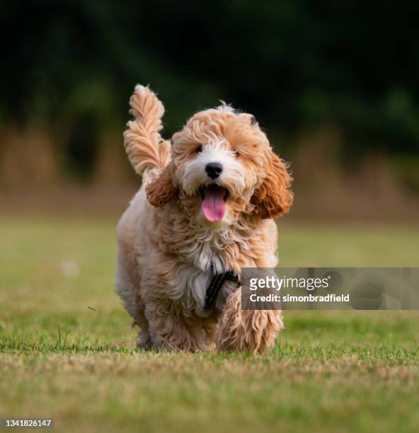 adorable seventeen week old puppy running - cockapoo 個照片及圖片檔