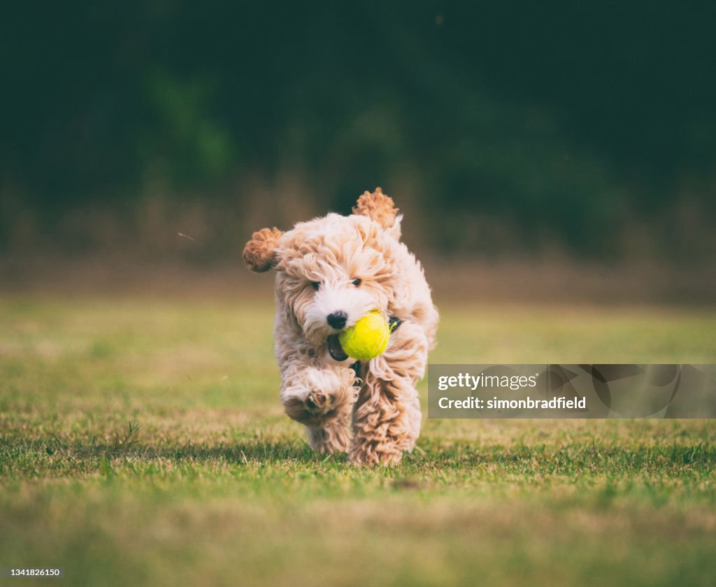 Adorable Seventeen Week Old Puppy Running