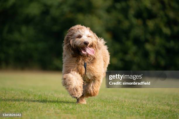 labradoodle running and having fun - labradoodle stock pictures, royalty-free photos & images