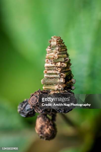 a bagworm moth (psychidae) with its "log cabin" cocoon - bagworm moth 個照片及圖片檔