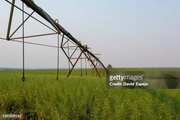 agricultural irrigation machine system in a rapeseed field. - paraguay stock pictures, royalty-free photos & images
