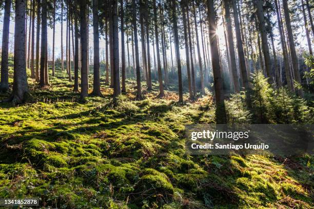 sunbeam through a coniferous forest - ardennes stock pictures, royalty-free photos & images